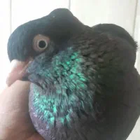 زاغ درجه یک|پرنده|امیدیه, |دیوار