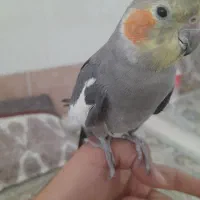 عروس هلندی سالم