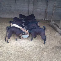 بیگ‌نراوماده‌چاغ‌برافروش