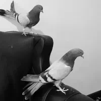 کبوتر پر|پرنده|لاران, |دیوار