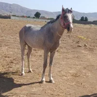 اسب نریان آرام