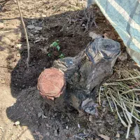 فروش تنه درخت گیلاس خشک شد ه