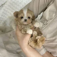 پودل کوچولو|سگ|مشهد, اقبال|دیوار