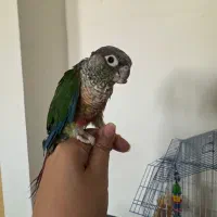 فروش عروس هلندی و طوطی گرینجیک|پرنده|سمنان, |دیوار