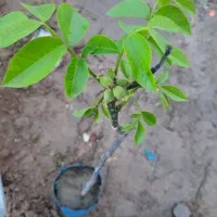 فروش ویژه نهال بادام و گردو در غرب نهال|خدمات باغبانی و درختکاری|شیراز, حومه شیراز|دیوار