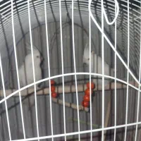 عروس هلندی آلبینو