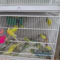 مرغ عشق اوپال دم بلند