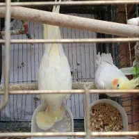 طوطی عروس هلندی|پرنده|سیدان, |دیوار