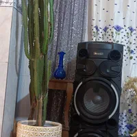 کاکتوس سرخ نوع موجود بازار