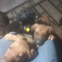 توله پیت بول