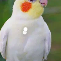 عروس هلندی گمشده