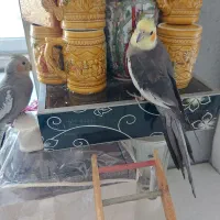 عروس هلندی مولد