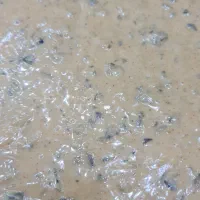 سس قارچ|خوردنی و آشامیدنی|شیراز, نصرآباد|دیوار