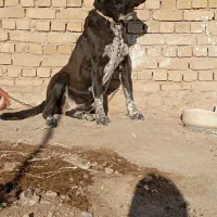 واگذاری سگ ماده|سگ|کبودرآهنگ, |دیوار