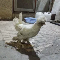 ۲عدد خروس سلطان زینتی
