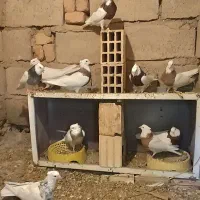 کفتر|پرنده|فهرج, |دیوار