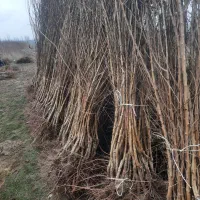 نهالستان سبز