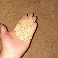 گندم دیم سرداری