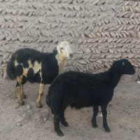 گوسفند قزل افشار