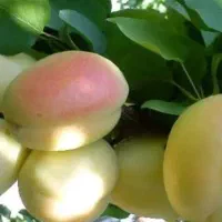 باغ گردو|فروش دفتر صنعتی، کشاورزی، تجاری|نهاوند, |دیوار