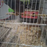 مرغ مینا|پرنده|نرماشیر, |دیوار