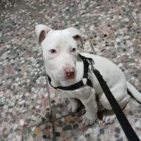 پیتبول ماده