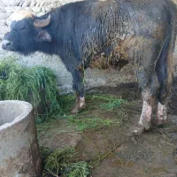 گاومیش نر