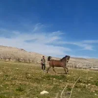 اسب درهشور  خالص