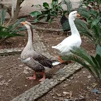 فروش غاز و خروس بالغ