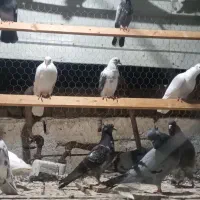 کبوتر ایرانی ۲۵ عدد|پرنده|اردبیل, |دیوار