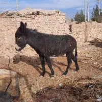 الاغ خر نر جوان|حیوانات مزرعه|هرند, |دیوار