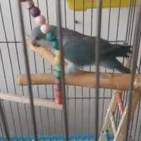 طوطی راهب سخنگو