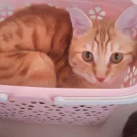 واگذاری گربه نارنجی یک ساله|گربه|اردبیل, |دیوار