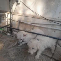 سگ ماده به همراه توله اش