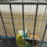 جفت مرغ عشق