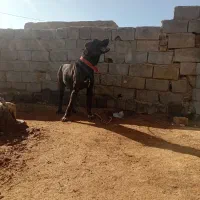 سگ گلگی درجه یک