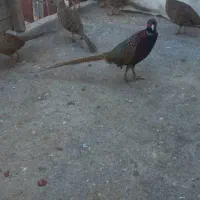 مرغ آمریکایی