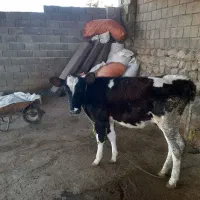 گوساله هلشتاین ماده