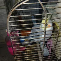 عروسک هلندی|پرنده|پاکدشت, پاکدشت (مامازند)|دیوار