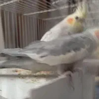 عروس هلندی|پرنده|کرمان, |دیوار