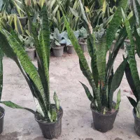 سانسوریا|گل و گیاه طبیعی|رشت, توشیبا|دیوار