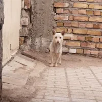 پاپی