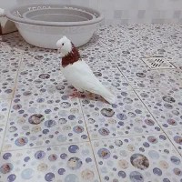 نر طوقی|پرنده|خرمشهر, |دیوار