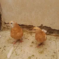 کفتر تیرماهی هم جنس هم پرش