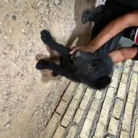 سگ ژرمن شپرد و ژرمن بلک توله