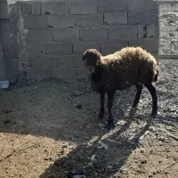2 عدد بزغاله نر و یک بره نرینه|حیوانات مزرعه|مشهد, فریزی|دیوار