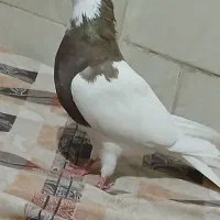 ۲عدد کبوتر خشکل