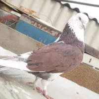 کبوتر