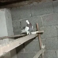 کبوتر باخت رفته