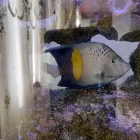 فرشته خجالتی عمان مخصوص آب شور سایز بزرگ